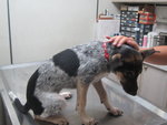 Polly - Bluetick Coonhound Mix Dog