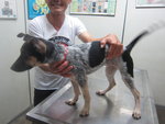 Polly - Bluetick Coonhound Mix Dog