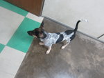 Polly - Bluetick Coonhound Mix Dog