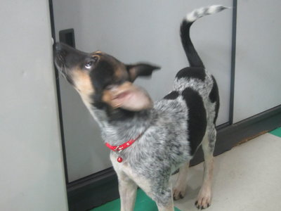 Polly - Bluetick Coonhound Mix Dog