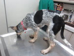 Polly - Bluetick Coonhound Mix Dog