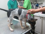 Polly - Bluetick Coonhound Mix Dog