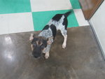 Polly - Bluetick Coonhound Mix Dog