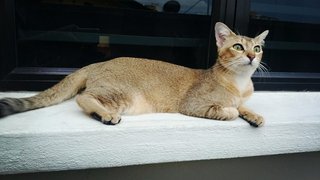 Longtail Bob - Domestic Short Hair Cat