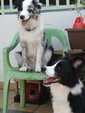 N.g              与妹妹 - Border Collie Dog