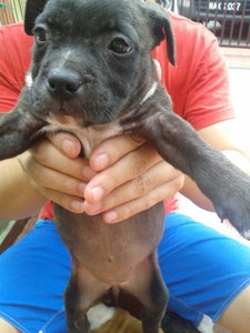 American Bully Puppy - Pit Bull Terrier + American Staffordshire Terrier Dog