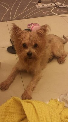 Sandy - Silky Terrier + Terrier Dog