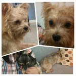 Sandy - Silky Terrier + Terrier Dog