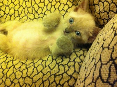 Baby Teddy - Siamese Cat