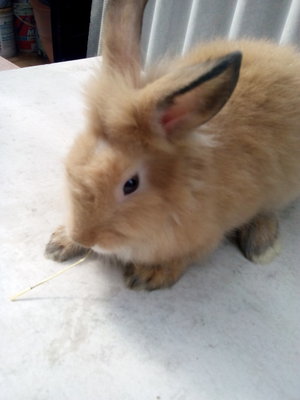 Maya - Lionhead Rabbit