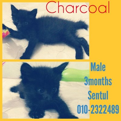 Charcoal - Domestic Medium Hair Cat