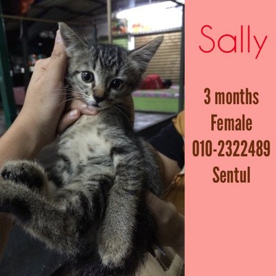 Sally - Domestic Short Hair Cat