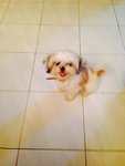 Mocha - Shih Tzu Dog