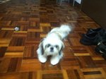 Mocha - Shih Tzu Dog