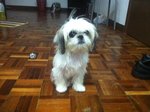 Mocha - Shih Tzu Dog