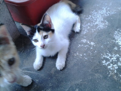 Calico, Oyen &amp; Polar Bear - Siamese + Tabby Cat