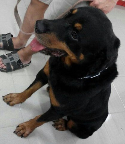 Ben - Rottweiler Dog