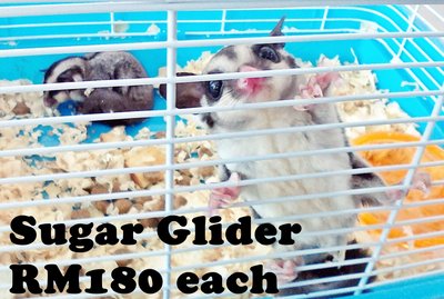 Sg - Sugar Glider Small & Furry