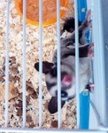 Sg - Sugar Glider Small & Furry