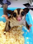 Sg - Sugar Glider Small & Furry