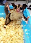 Sg - Sugar Glider Small & Furry