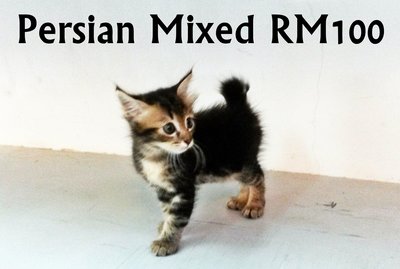 Mcspicky - Persian + Domestic Short Hair Cat