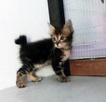 Mcspicky - Persian + Domestic Short Hair Cat