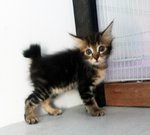 Mcspicky - Persian + Domestic Short Hair Cat