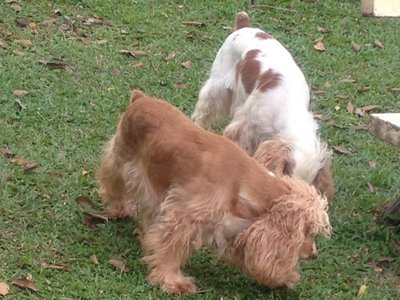 Beth - English Cocker Spaniel Dog