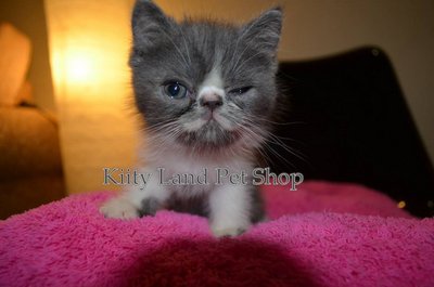  Persian Exotic Kitten - Persian Cat