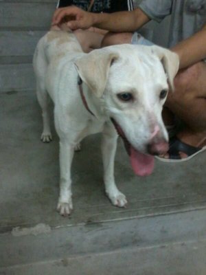 Girl - Labrador Retriever Mix Dog