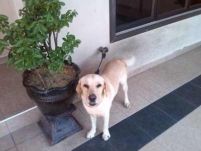 Max - Labrador Retriever Dog