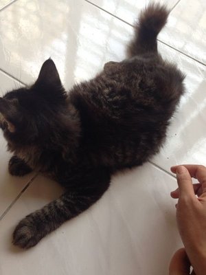 PF55669 - Persian + Maine Coon Cat