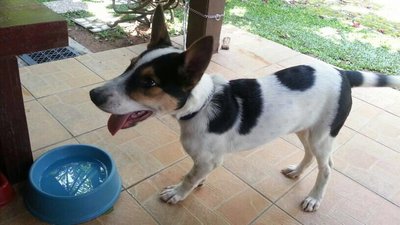 Zorro - Jack Russell Terrier Mix Dog