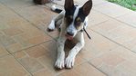 Zorro - Jack Russell Terrier Mix Dog