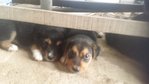 3 Puppies  - Mixed Breed Dog