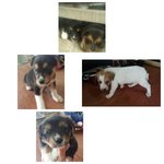 3 Puppies  - Mixed Breed Dog