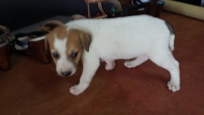 3 Puppies  - Mixed Breed Dog