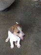 3 Puppies  - Mixed Breed Dog