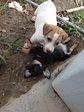 3 Puppies  - Mixed Breed Dog