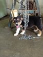 3 Puppies  - Mixed Breed Dog