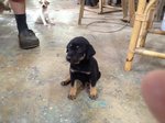 3 Puppies  - Mixed Breed Dog