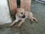 Cappucino In Kepong - Mixed Breed Dog