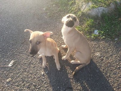 Cappucino In Kepong - Mixed Breed Dog