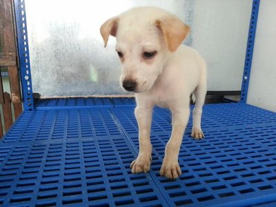 Soya In Kepong - Mixed Breed Dog