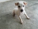 Soya In Kepong - Mixed Breed Dog