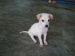 Soya In Kepong - Mixed Breed Dog