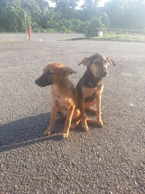 Bosco In Kepong - Mixed Breed Dog