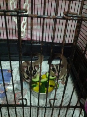 Kuchilo &amp; Kalilo - Sugar Glider Small & Furry