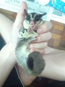 Baby K - Sugar Glider Small & Furry